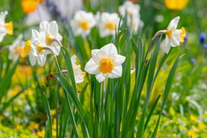 daffodil-facts